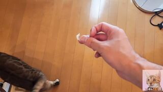 kitty
