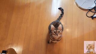 kitty