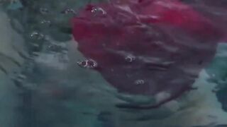 Japanese Schoolgirls Gives Swim Coach Underwater Oral Sex