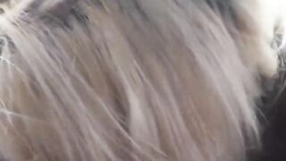 Reality Kings - Jenna Monroe sucks dick inside the car