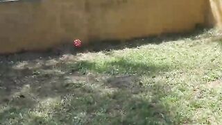 Mofos - Foursome inside the back yard