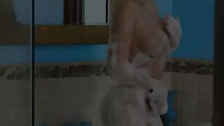 Bubble Bath-Tub cougar Bone