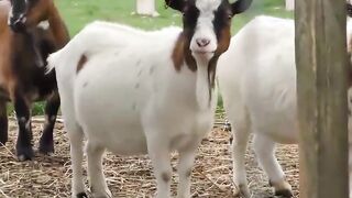 German mom blonde have sexdate at a farm