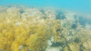 ENJOY Booty Plug IN and OUT among Fish n Corals