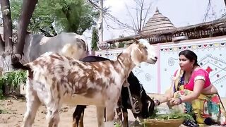 Big Boobs Bhabhi Hardcore sex in Badroom