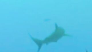 EXPLOSIVE UNDERWATER ACTION!