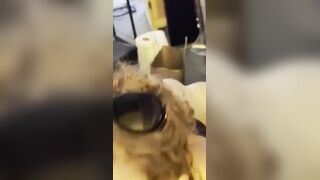 Redhead Slut Deepthroat Blowjob