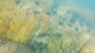 ENJOY Ass Plug IN and OUT among Fish n Corals