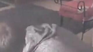 Reeper's Head & Cock Blowjob Amateur Webcam Video
