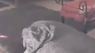 Reeper's Head & Cock Blowjob Amateur Webcam Video