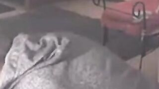 Reeper's Head & Cock Blowjob Amateur Webcam Video