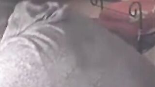 Reeper's Head & Cock Blowjob Amateur Webcam Video