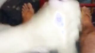 Brunette Amateur Blowjob with Cum in Mouth