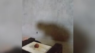 Miss Kitty tramples balls