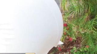 African cougar BBW Layton Bento Loves Lil White Boys with