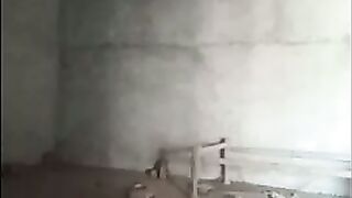Lankan girl Shows her Boobs and pussy Fucking