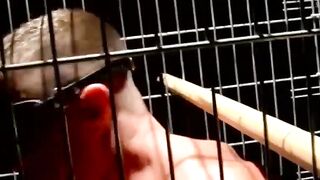 Blindfolded muscle slave dominated and teased in cage
