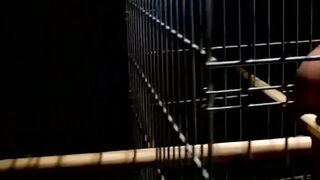Stunning blindfolded slave caught and dominated in cage