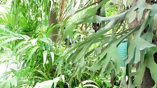 Gardener Bruno Dickemz Fucks Latina Pornstar Valerie Kay