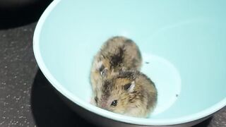 Satisfied Gastronomy A Behemoth Of A Woman Lays Waste To A Warbled Flight Of Rodents