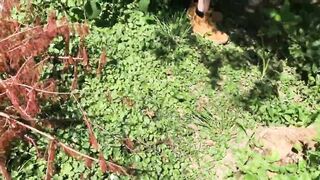 Cougar watches me into play with her garden then blows
