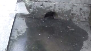 EXPOSED Charms of Japan REVEALED  Secret Peeing Spots EXPOSED!