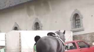 EXTREME FARM FETISH FRENZY Curvy Cowgirl Craves Monster Cock!