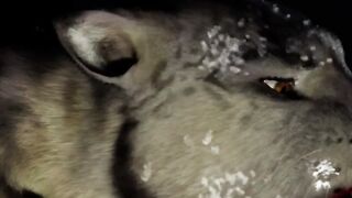 Furry Succubus Enjoys Outdoor Fun During Rainstorm (Furries Animated)