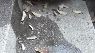BARE IT ALL Japanese Cutie Streams Scorching Urine Down Pave Outside  You Wont Believe What Happens Next!