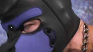 CALLUM COLBEYS PUP PLAY P.Arty  Watch Him Tame His Pup Badge!