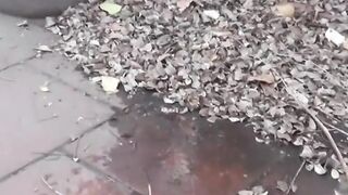 JAPANESE TEEN CAUGHT IN A DIRTY PEESCAPE - WILL BE & COCKY" or "Asia's Cutest Teen Gets Exposed In The Woods