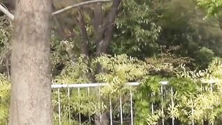 JAPANESE TEEN CAUGHT IN A DIRTY PEESCAPE - WILL BE & COCKY" or "Asia's Cutest Teen Gets Exposed In The Woods