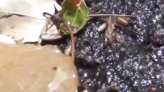 Japanese ladies secretly taped as they are pissing