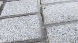 Japanese ladies secretly taped as they are pissing
