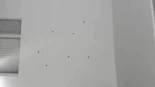 Bubble Butt Trans Girl Riding Big Black Dick in Hardcore Anal Sex