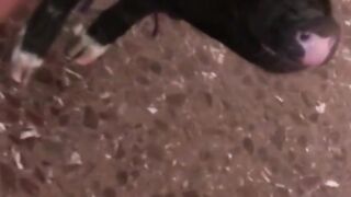 Shine One's Eyes In A Blowjob Bonanza! Massive Facial For Big Boobed Beauties