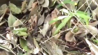 Peeing-JapaneseBabes - Shameless Teen Pissing in Public
