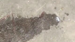 Peeing-JapaneseBabes - Shameless Teen Pissing in Public