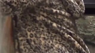 Pissing Japanese Babe - Panties Leakage & Close-Up View