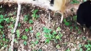 Outdoor Sex Adventure - Ink'd Babe Gets Fucked Outdoors by Hunk