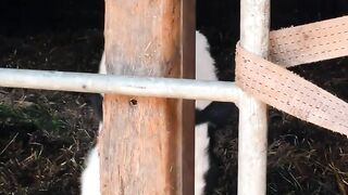 Grandpa Granny Farmers Wife Gets A Hardcore Country Fuck