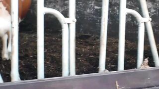 Grandpa Granny Farmers Wife Gets A Hardcore Country Fuck