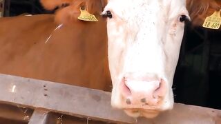 Farm-Raised Blondie - Farm Girl Gets Fucked By Farmer's Son