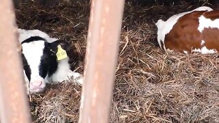 Farm-Raised Blondie - Farm Girl Gets Fucked By Farmer's Son