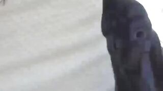 Pissing Japanese Vixen - Fetish Fantasy With Bondage And Pee Play