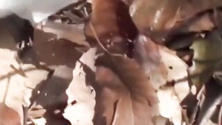 Peeping Tom's Paradise - School Girls Peeing in Public