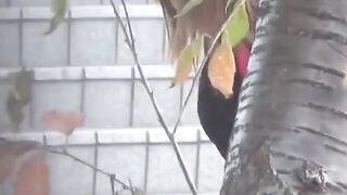 Asian Cutie Outdoor Pee Fetish - Wetting Herself in Public