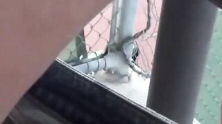 Asian Cutie Outdoor Pee Fetish - Wetting Herself in Public