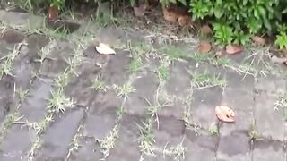 Public Peeing #2 - Bold barely legal Japan Girl Unknowingly Filmed Peeing Outdoors