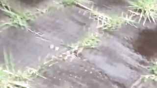 Public Peeing #2 - Bold barely legal Japan Girl Unknowingly Filmed Peeing Outdoors